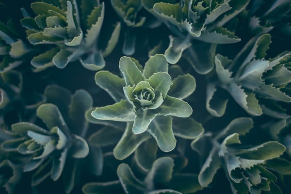 Are You Stealing Growth Opportunities from the People Around You?